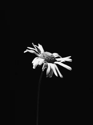 Black Floral Wallpapers Screenshot 3