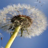 Dandelion Live Wallpaper