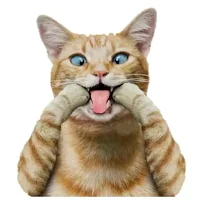 Funny Cat Stickers-WAStickers