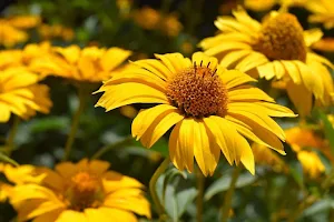 Yellow wallpapers Screenshot 3