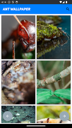 Ant Wallpaper Screenshot 3