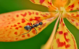Ants Wallpapers Screenshot 3