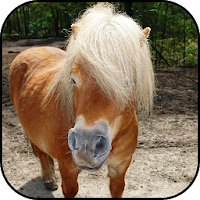 Wild horse wallpapers
