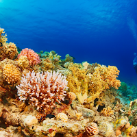 Scuba Diving Wallpaper