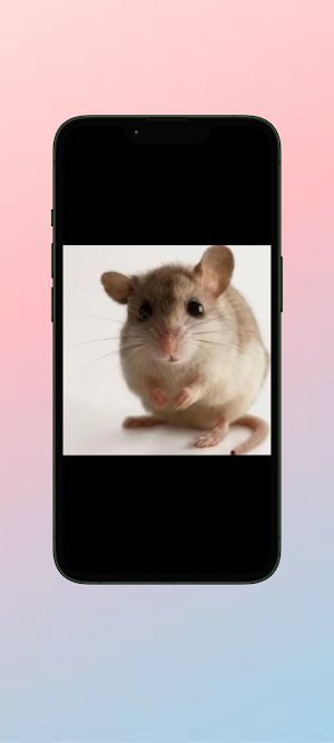 Tikus WalL Screenshot 3