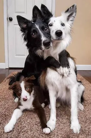 Border Collie Dog Wallpapers Screenshot 0