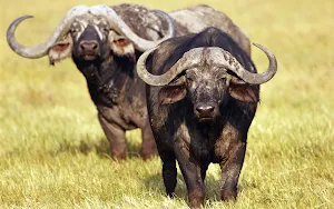 Buffalo Wallpapers Screenshot 0