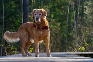 Golden Retriever Wallpaper HD Screenshot 2