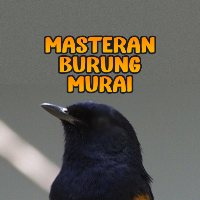 Masteran Burung Murai Mp3