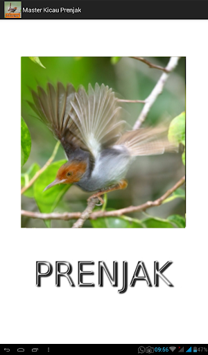 Master Kicau Prenjak Screenshot 0
