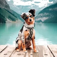 Australian Shepherd Wallpapers
