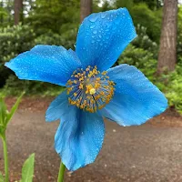 Himalayan Poppy Wallpapers