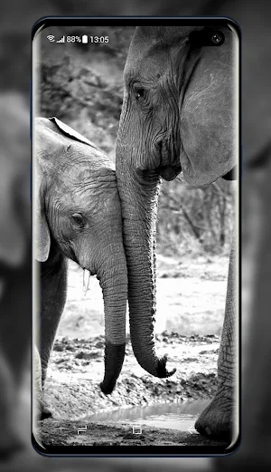 Elephant Wallpaper Screenshot 1
