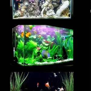 ornamental fish aquarium design Screenshot 3