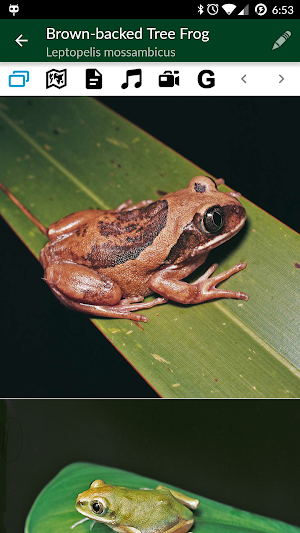 Frogs of Southern Africa Screenshot 3