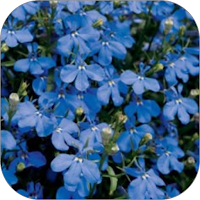Lobelia Flower WalL