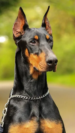 Doberman Pinscher Wallpapers Screenshot 0