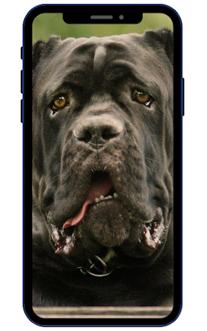 Cane Corso Wallpapers Screenshot 3
