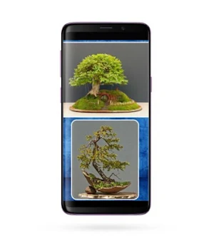Bonsai Design Inspiration Screenshot 0
