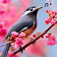 Bird Songs ringtones