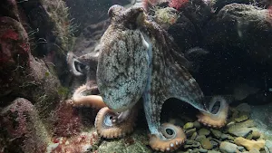 Octopuses Basic Infos Screenshot 1