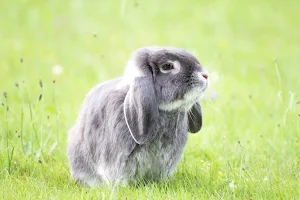 Rabbits Wallpapers Screenshot 0