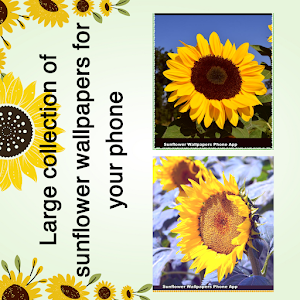 sunflower wallpapers phone Screenshot 2