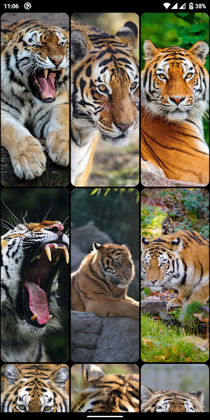 Tiger HD, 4K Wallpapers Screenshot 1