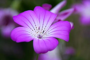 Purple wallpapers Screenshot 0