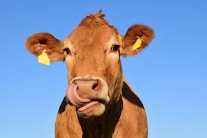 Cow wallpapers Screenshot 0