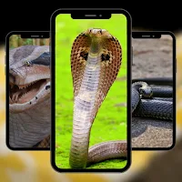 Snake Cool Wallpaper