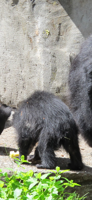 Sloth Bear Screenshot 2