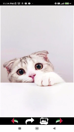Cute Cats Wallpapers 2024 Screenshot 3