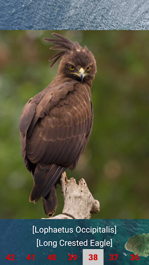 Eagle Attack Screenshot 2