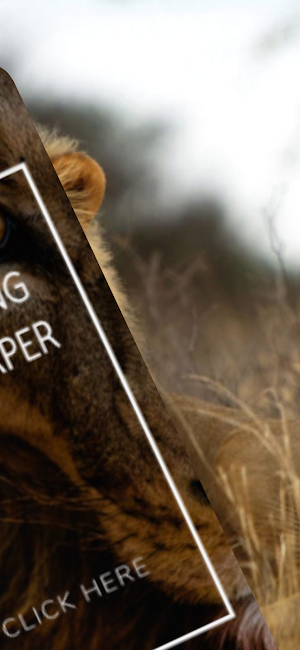 Trendy Lion King Wallpaper Screenshot 2