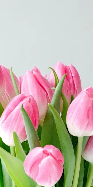 Wallpaper Tulip Screenshot 0
