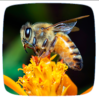 Bee Sounds