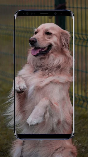 Golden Retriever Wallpapers Screenshot 0