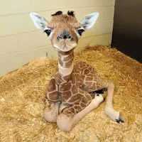 Baby Animals Wallpapers HD