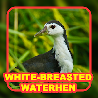 White-Breasted Waterhen