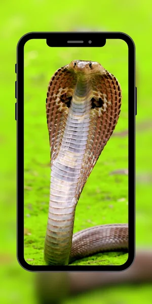 Snake Cool Wallpaper Screenshot 3
