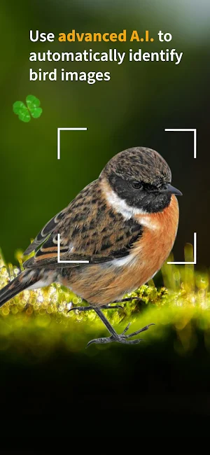Birds of ireland Field Guide Screenshot 2