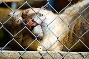 Cougar wallpapers Screenshot 3