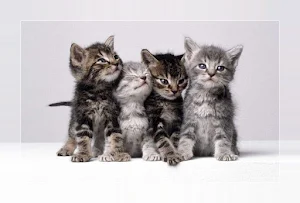 Cute kittens Images Screenshot 1