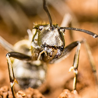 Insect Wallpapers