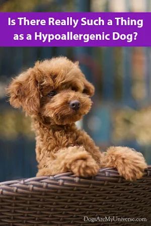 Poodle Dog Wallpapers Screenshot 1
