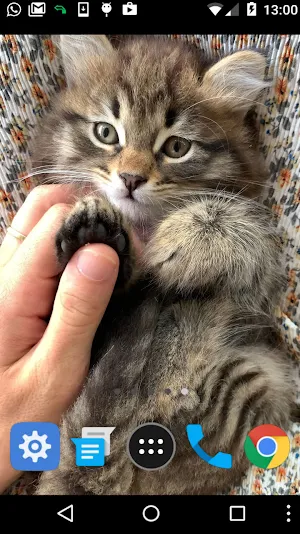 lovely cat wallpaper Screenshot 1