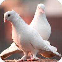 Pigeons Bird Wallpaper