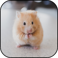 Cute hamster wallpapers