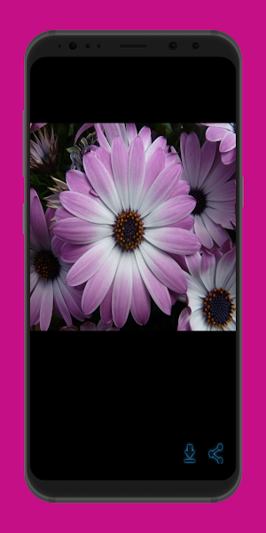 roses and flowers Screenshot 2